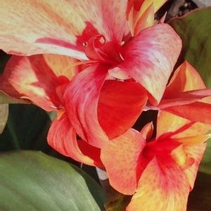 Meet your Posher, Ari